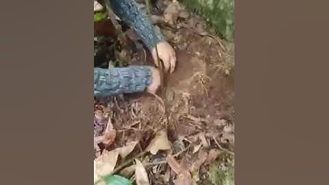 đào được củ sâm rừng 175gr #sâm_ngọc_linh_rừng #sâm_lai_châu_rừng #sâm_ngọc_linh_rừng #sâm_ngọc_linh