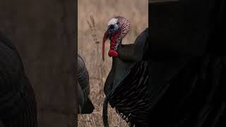Wait for the gobble 👀