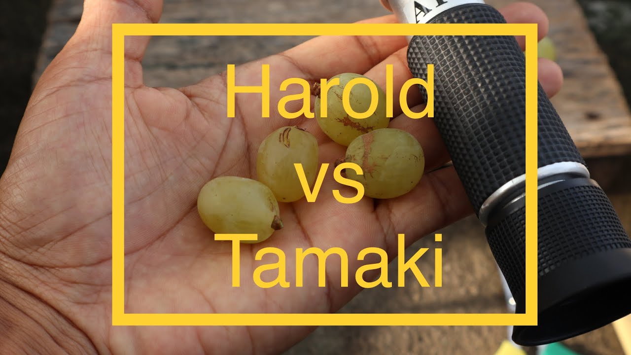 Tamaki vs Harold, Mana yang Paling Enak dan Manis?