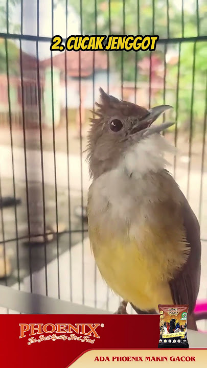 Top 5 Burung Masteran untuk cucak hijau 🙌 #burung #burungkicaudialamliar #kicaumania #mangkicau