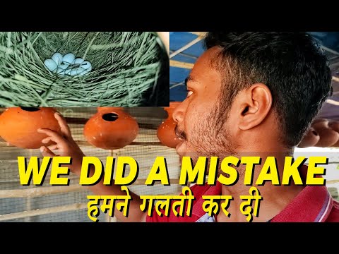 We Did A Mistake | Black Java setup | Java colony Progress | Happy Budgies