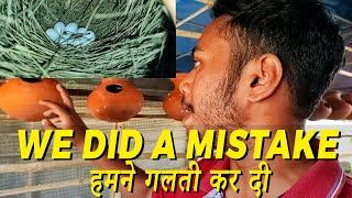We Did A Mistake | Black Java setup | Java colony Progress | Happy Budgies Wealth
