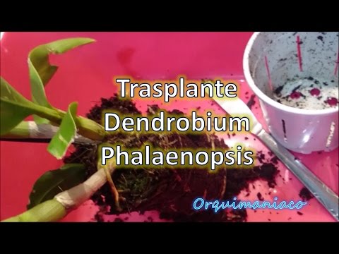 Video: Trasplante De Orquídeas Dendrobium (8 Fotos): ¿cómo Trasplantar Correctamente Una Orquídea Dendrobium En Una Maceta Después De Comprar En Casa Paso A Paso?