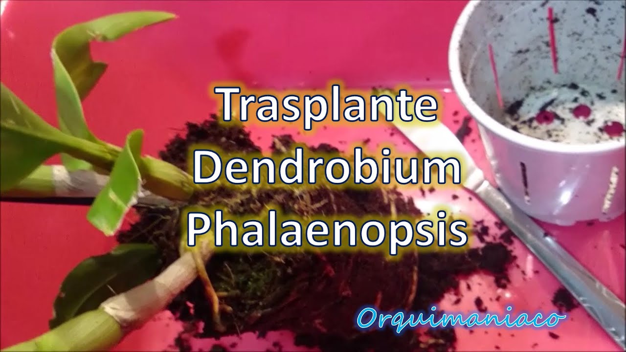 Trasplante Orquídea Dendrobium Phalaenopsis y Tapón de sphagnum