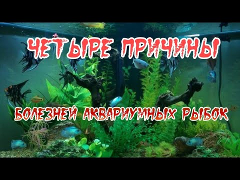 Четыре Причины Болезней Аквариумных Рыбок