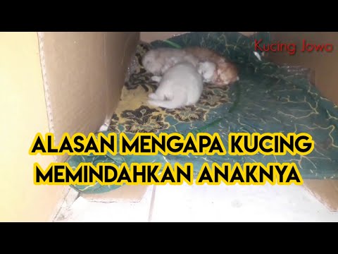 Video: Cara Mengangkut Anak Kucing