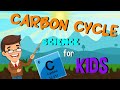 Understanding the Carbon Cycle