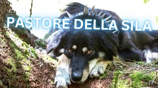 Pastore della Sila Dog Breed  Facts and Information