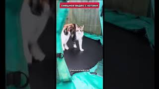 смешное видео с котами 😁 #кот #funnycats #cats #cat