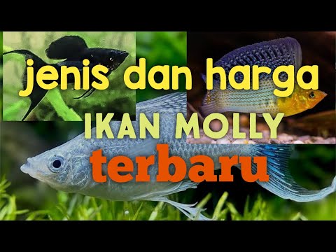 jenis ikan molly