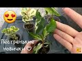 Комнатные растения🌱Новички фикусы и карисса💕О ранее купленных фикусах🍀Клещ и твайлайт без корней😱