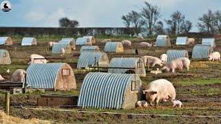 Granja de cerdos al aire libre - Asombrosa Modelo Criar cerdos más sanos y carne más deliciosa