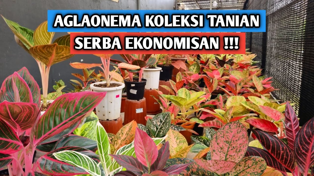 Aglaonema koleksi tanian, serba ekonomisan !!!