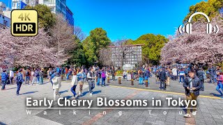 Japan - Early Cherry Blossoms in the middle of Tokyo 2024 Walking Tour [4K/HDR/Binaural]