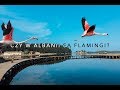 CZY W ALBANII SĄ FLAMINGI? | ALBANIA | VLOG 3