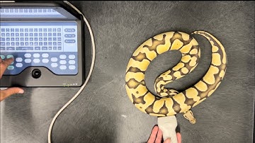How to Ultrasound Ball Pythons