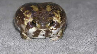 鳴くアメフクラガエル The Rain Frog Is Ringing Youtube