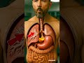 What Happens When You Eat Peach 🍑| Inside the Human Body | 3D Animation #medicalanimation #humanbody
