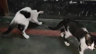 #65 cutey and pteuty - Cute and hilarious! Watch my baby cat's playful behavior