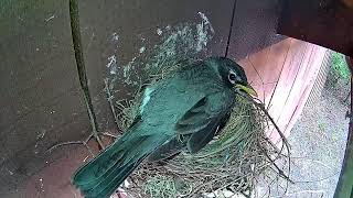 Live - Robin Nest     UPDATE: June 14 - 2nd egg laid!