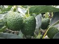 #AgroExporta | Sierra de Virú con Palta Hass - Wilson Reyes.