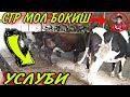 МОЛ БОКИШ УСЛУБИ ХАМДА ДАРОМАТЛАРИ