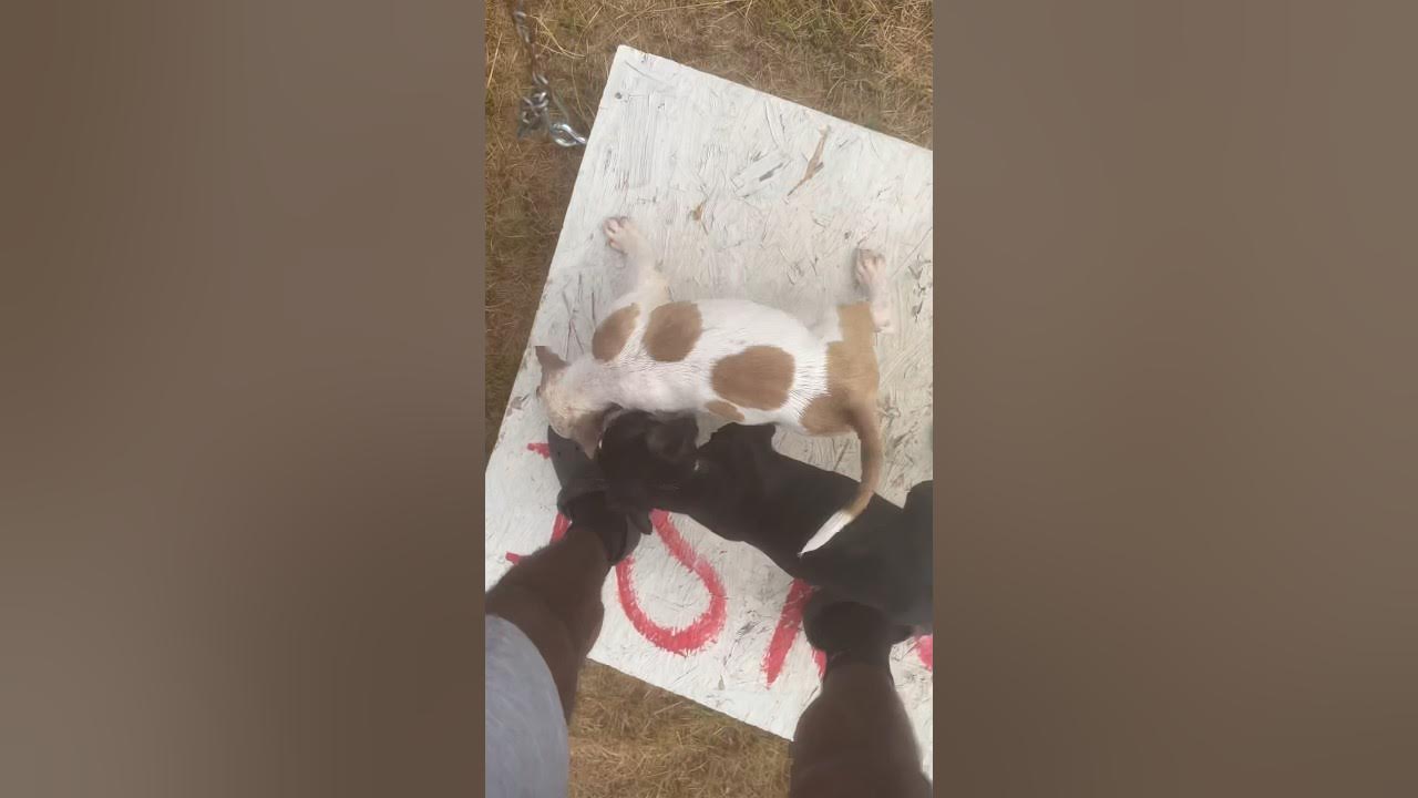 Build Puppy Confidence