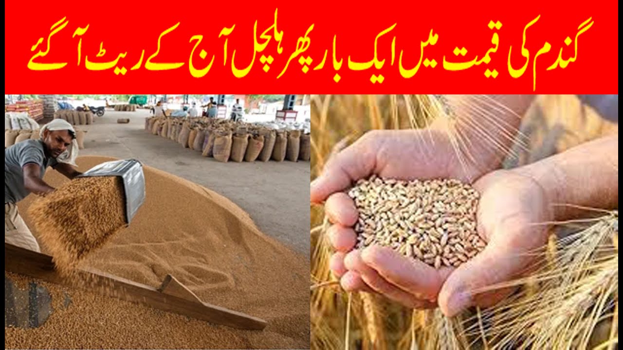 Today new wheat rate| Latest wheat price today pakistan| Gundom rate ...