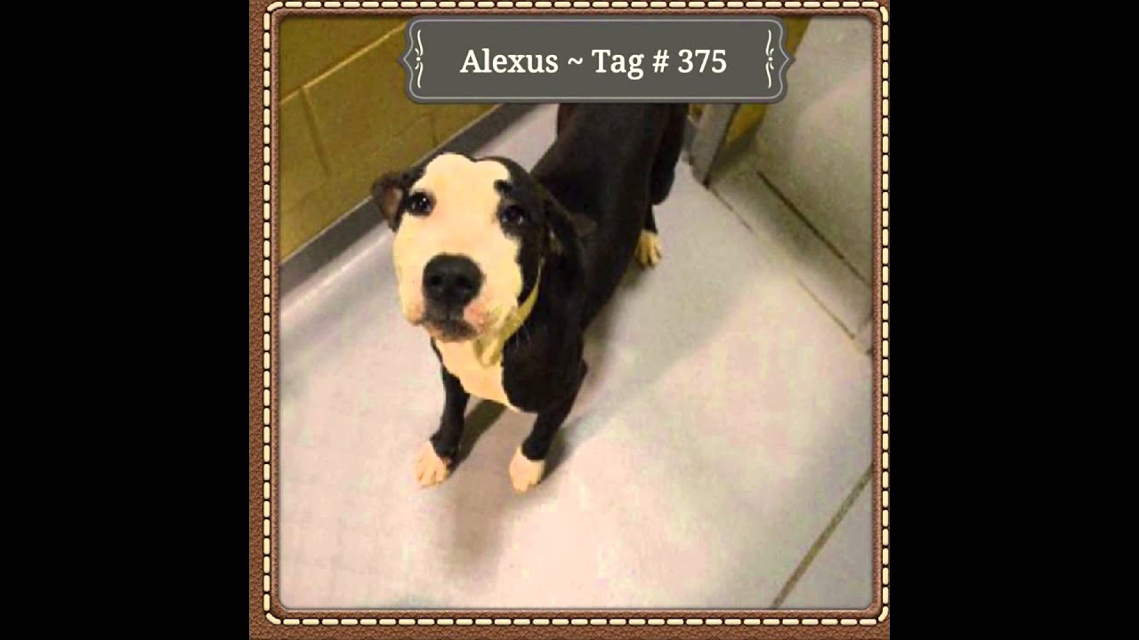 Death Row Dogs Columbus, Animal Control. YouTube