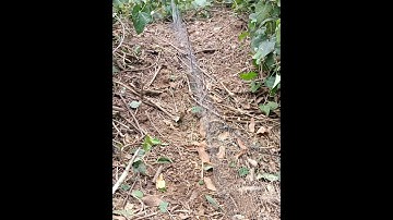 cách giăng lưới bẫy rắn chuẩn nhất từ A đến Z