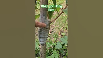 kỹ thuật ghép cây hồng xiêm siêu trái #0915061058