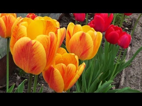 Video: Tulpen Bis Zum 8. März Auf 