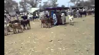 Khushab Pakistan Animals Place For Selling
