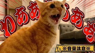 夜中に愛猫が大声で'何か'に威嚇しはじめて困ってます…。