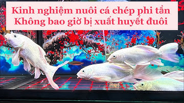 Kinh Nghiệm Nuôi Cá Chép Phi Tần Không Bị Xuất Huyết Đuôi - Hồ Cá Chép Phi Tần 200l Đẹp .Hồ E Nguyện
