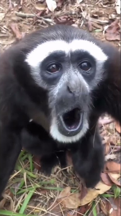 si amang dengan suaranya #lutung #siamang #monkey #monyet #indonesia