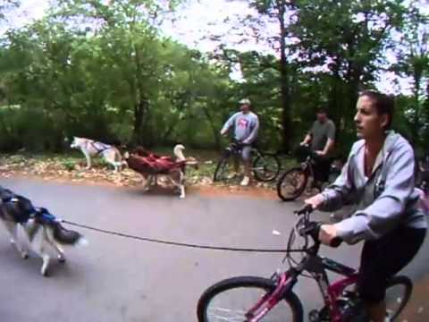 Bike Joring Teams | Charles River