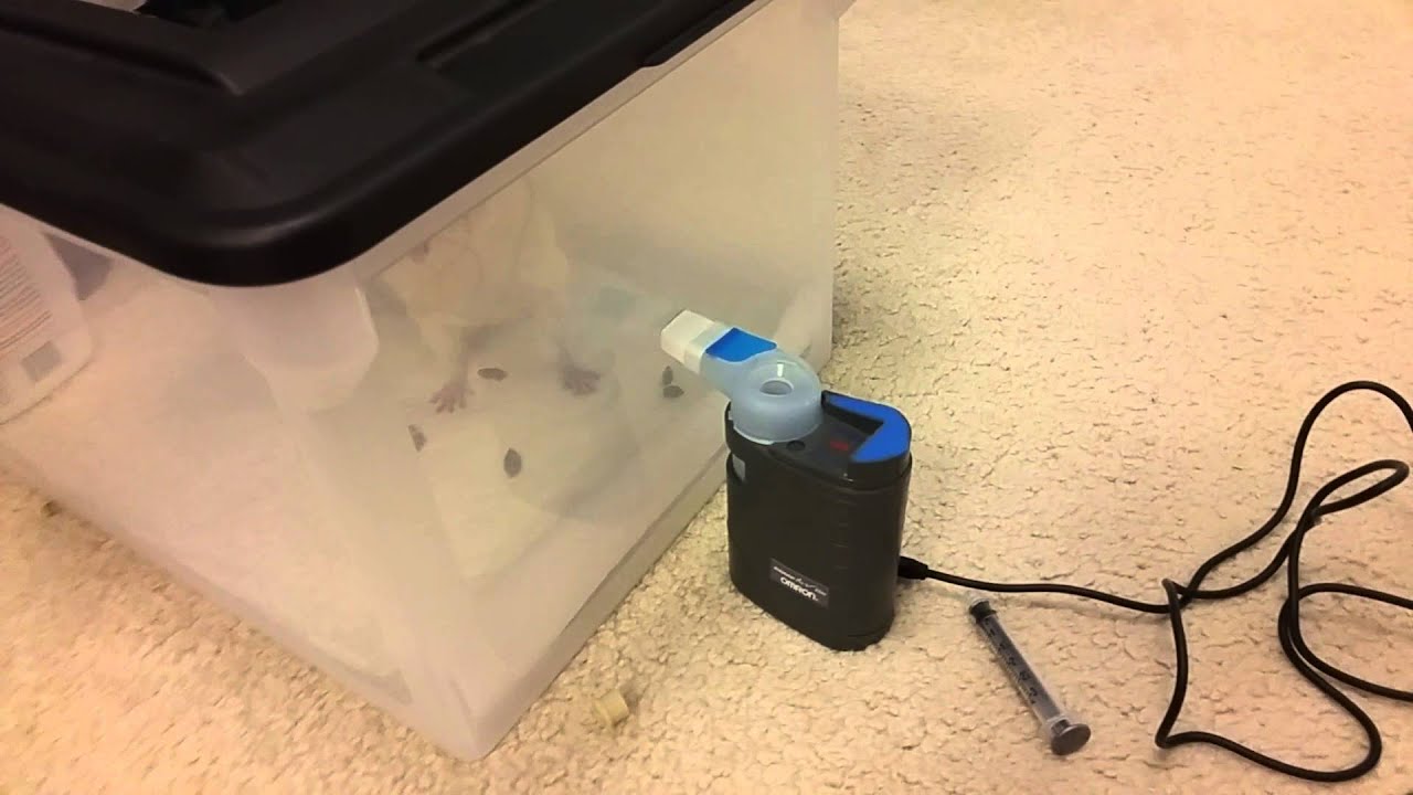 Nebulizer treatments for a pet rat YouTube