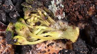 Bodemleven In Beeld Compost, Organisch Materiaal