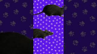 Juego para #gatos - #ratones
