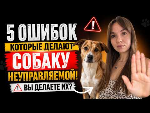 5 ошибок владельцев, которые делают собаку неуправляемой