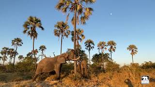 Jabu shaking down palm nuts | Living With Elephants | Okavango Delta, Botswana