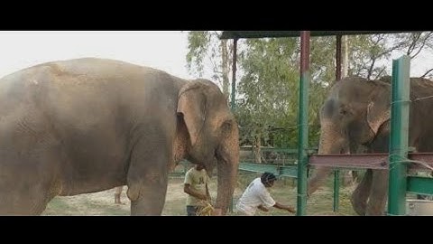 After 50 Years Of Pain Raju The Crying Elephant Is Now Happy And Has A Girlfriend