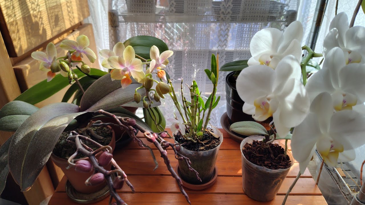 3月1日　近況報告　胡蝶蘭動画No.93