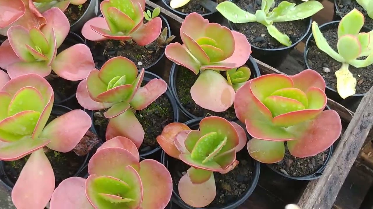 Eu estou firme no replante e choveu! 🙊😍😘❤️