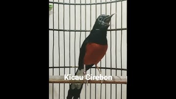 masteran murai nembak cililin panjang sambung tengkek buto