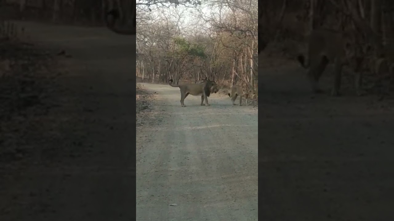 Sasan gir lions