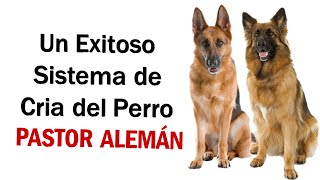 Una Exitoso Sistema de Cría del Perros Pastor Alemán [Coto de Lobos]