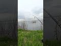 Увидел огромную щуку в воде! Но приманку перехватила мелкая #рыбалка #поймалщуку #видеорыбалка
