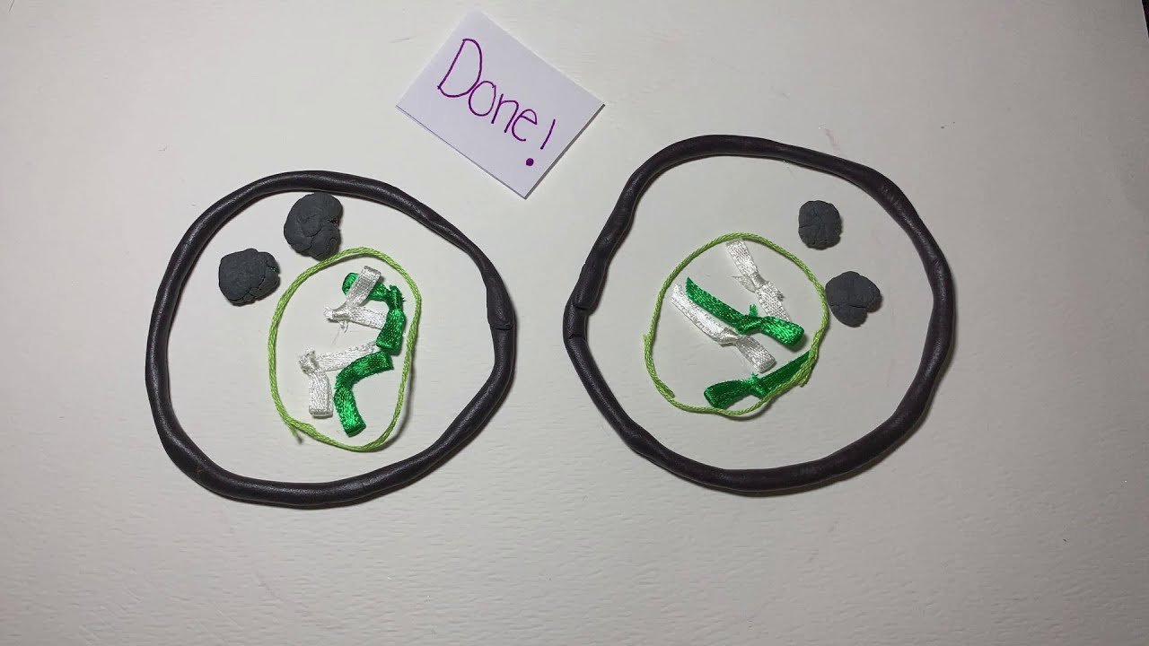 Mitosis Stop Motion Video - YouTube